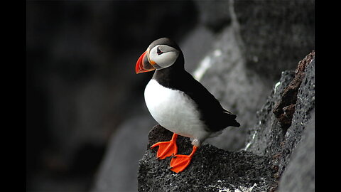 Very beautiful birds - bird Atlantic puffin