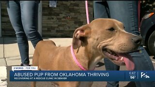 Abused dog from Oklahoma thriving