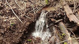 Stevens Canyon - "Slide Trail". Return Visit