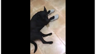 Funny dog loves to wear owner's Crocs