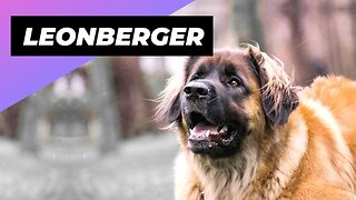 Leonberger 🐶 One Of The Biggest Dog Breeds In The World #shorts