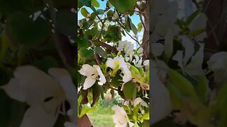 Watch the Flowers on the Orchid Tree