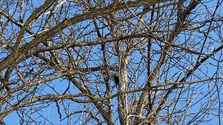 Pileated wood pecker James Gardens Toronto