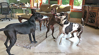 Talkative GSP Pointer Loves To Dance With Great Danes