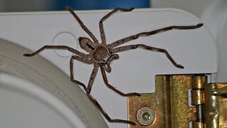 The Huntsman Spider