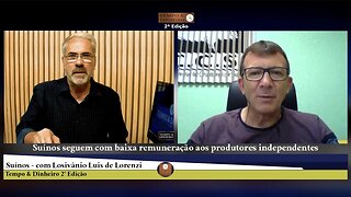 Suínos seguem com baixa remuneração aos produtores independentes