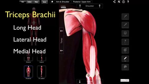 The Posterior Compartment Of The Arm