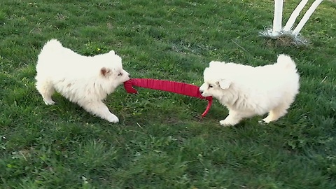 Samoyed puppies adorably play tug of war