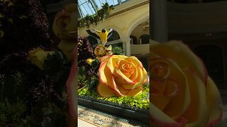 Bellagio Hotel & Casino Conservatory Summer Display is Live ! #shorts #lasvegas