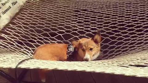 Orso the Corgi enjoys relaxing hammock