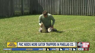 Fearless? Apply to become a FWC nuisance alligator trapper in Pinellas County