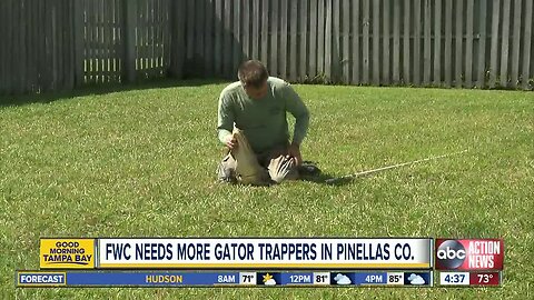 Fearless? Apply to become a FWC nuisance alligator trapper in Pinellas County