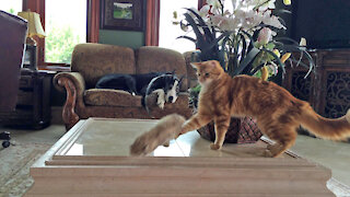 Great Dane Watches Kitten's Fancy Footwork With Flowers And Squirrel Toy