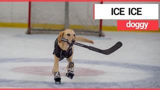 Meet the world’s first ice-skating DOG