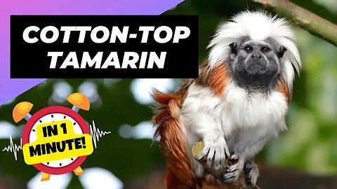 Cotton-Top Tamarin - In 1 Minute! 🐒 One Of The Rarest Animals In The Wild | 1 Minute Animals