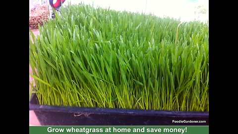 Grow Wheatgrass and Microgreens at Home in 10-14 Days! Shirley Bovshow