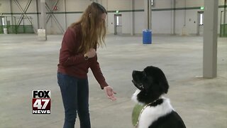 Local dog prepping for dog show at MSU