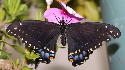 Damaged Black Swallowtail Butterfly Close Up