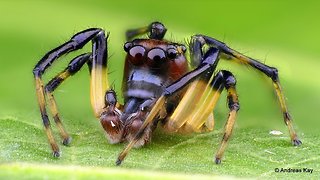 Cute little Jumping Spider with Boxing Gloves from Ecuador