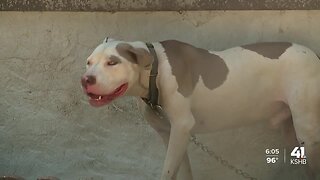 KCMO Animal Services Division sees increase in calls in the heat
