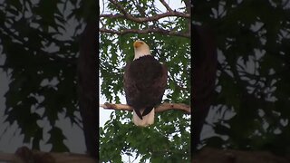 bald eagle