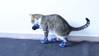 Puss in Boots Hides