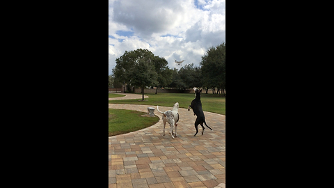 Great Danes unsure about drone, try to eat it