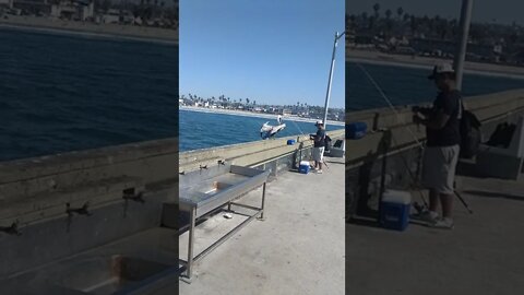 Pelican looking at a fisherman who caught a Mackerel.