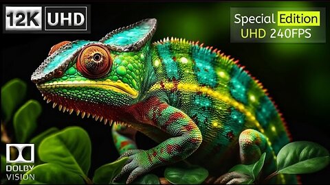 12K Video Ultra HD | Special Edition (240FPS)