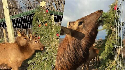 Prevent Christmas trees from making it to the landfills with these recycling options