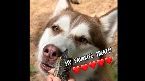 Husky has a new FAVORITE treat!!! and the winner is…