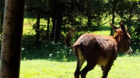 This Funny Donkey Runs And Farts At The Same Time