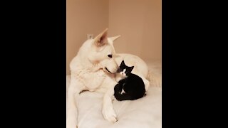 Kitty Playing With White Shepherd