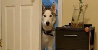 Cadela reclama com dona para poder entrar no quarto