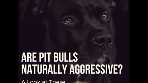 10 PIT BULL MYTHS YOU NEED TO STOP Believing