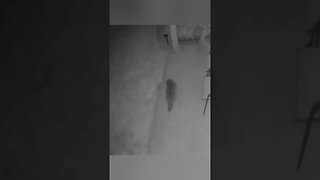 Sneaky Raccoons caught on night vision. Hey wait for me!