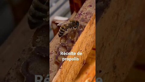 récolte de propolis ❤️❤️❤️❤️