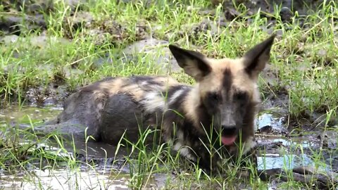 The wild dog waded into the water to cool off 12