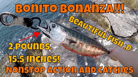 BONITO BONANZA :D! Jetty Fishing At Newport Beach, CA