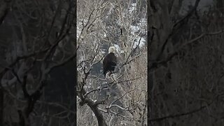 Bald Eagle Strikes a Pose #shorts