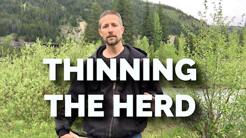 Thinning The Herd