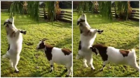 Distracted goat is attacked by his friend