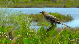 Visit Florida, Merritt Island Wildlife Refuge