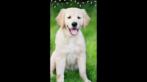 Dog Training Step by Step and easy tricks!