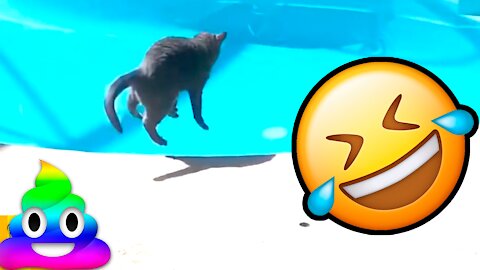 Funny pets Fail 01 try not laugh Compilation