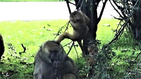 Older baboon patiently tolerates playful baby baboons