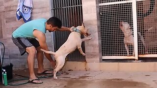 Abrindo os Recebidos e Dando Banho nos Cães