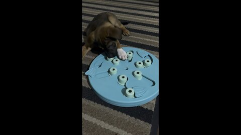 Puppies first puzzle treat 🐶🐾