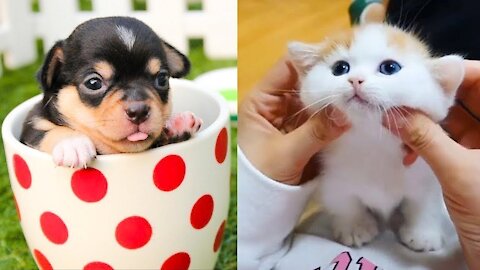 Sweet & Cute Dog and Cat Compilation