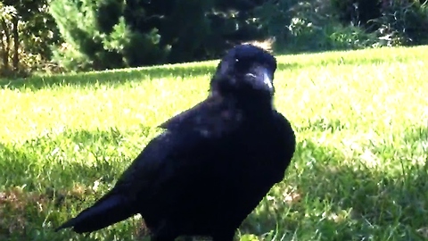 Rescued crow speaks to his family